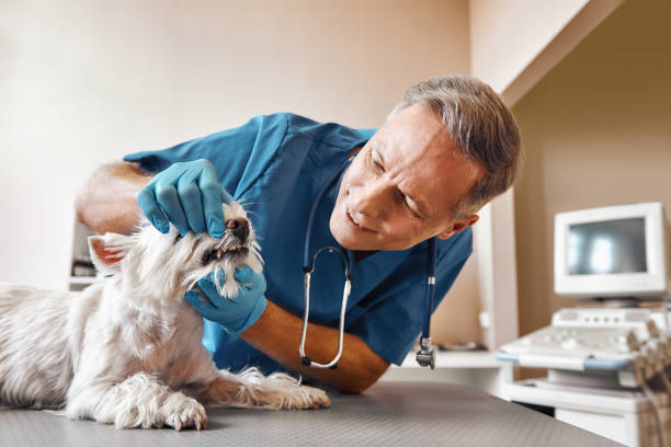 Best Same-Day Emergency Dental Services in Columbia, MS